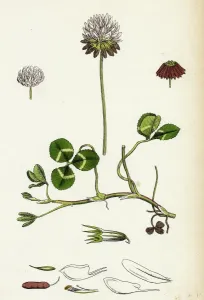 Trifolium repens; Weißer Klöven