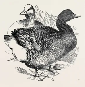 Victorian Era Animal Artwork Drucke: Source Size = 1750 x 1763