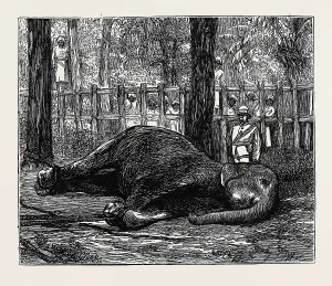 Vintage Elephant Illustrations Drucke: Source Size = 1895 x 1606