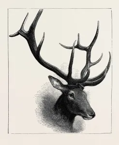 Retro Styled Animal Art Drucke: Source Size = 1971 x 2370