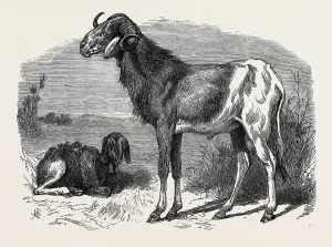Retro Styled Animal Art Drucke: Source Size = 2533 x 1851