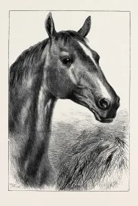 Victorian Era Equestrian Art Drucke: Source Size = 2592 x 3821