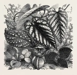 Engraved Flower Art Drucke: Source Size = 2611 x 2491