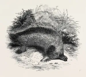 Retro Styled Wildlife Art Drucke: Source Size = 2826 x 2312