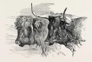Retro Styled Animal Art Drucke: Source Size = 3733 x 2461