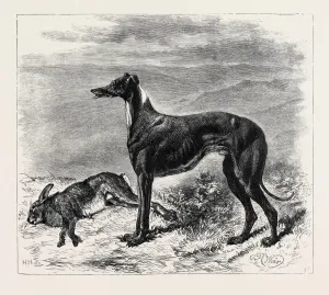 Greyhound Racing History Drucke: Source Size = 3750 x 3306