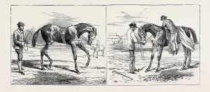 Horse Training Techniques Drucke: Source Size = 3752 x 1607