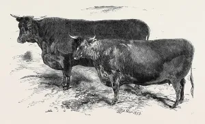 Retro Styled Engraving Art Drucke: Source Size = 3756 x 2241