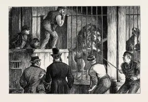 Victorian Era Animal Artwork Drucke: Source Size = 3763 x 2507