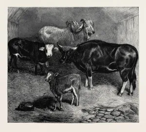 Retro Styled Animal Illustrations Drucke: Source Size = 3766 x 3342