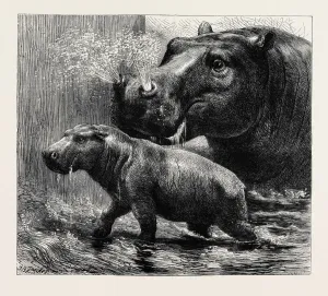 Vintage Zoology Prints Drucke: Source Size = 3766 x 3343