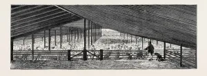 Retro Styled Animal Art Drucke: Source Size = 3771 x 1373