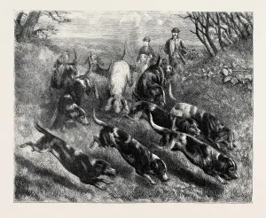Vintage Pet Illustrations Drucke: Source Size = 3778 x 3039