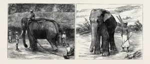 Vintage Elephant Illustrations Drucke: Source Size = 3780 x 1600