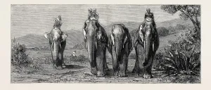Vintage Elephant Illustrations Drucke: Source Size = 3781 x 1588