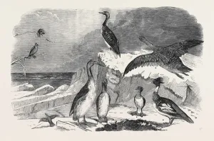 Victorian Era Wildlife Drucke: Source Size = 3859 x 2518