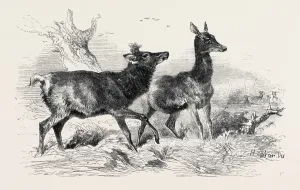 Retro Styled Wildlife Art Drucke: Source Size = 3922 x 2431