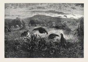 Victorian Bird Art Drucke: Source Size = 5652 x 3921