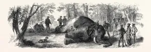 Vintage Elephant Pictures Drucke: Source Size = 5809 x 1960