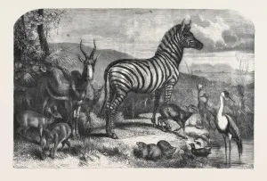 Retro Styled Animal Illustrations Drucke: Source Size = 5973 x 3973