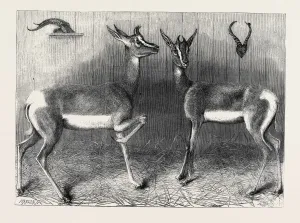 Retro Styled Animal Illustrations Drucke: Source Size = 3989 x 2909