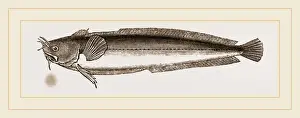Natural History Museum Collection Drucke: Five-bearded Rockling