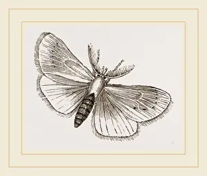 Moth Species Drucke: Foot of Rhea