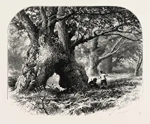 British Landscape Artwork Drucke: THE FOREST SCENERY OF GREAT BRITAIN: Oaks in Needwood Forest, UK, britain, british