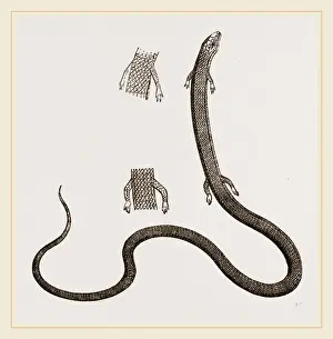 Natural History Museum Collection Drucke: Four-toed Snake Lizard