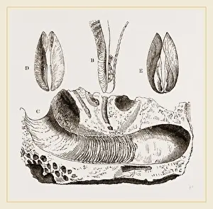 Natural History Museum Exhibits Drucke: Gastrochaena