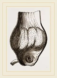 Bird Anatomy Drucke: Gizzard of Gannet