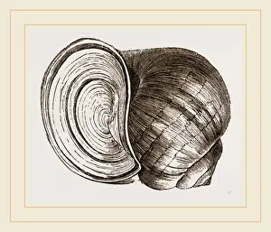 Nature Photography Collection Drucke: Globose Ampullaria