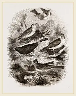 Nature Photography Collection Drucke: Group of British Birds