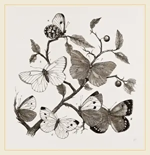 Nature Photography Gallery Drucke: Group of Butterflies