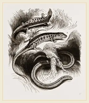 Nature Photography Gallery Drucke: Group of Lizards