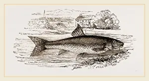 Gudgeon Fish Drucke: Gudgeon