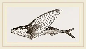 Biology Illustrations Drucke: Head of Banxring