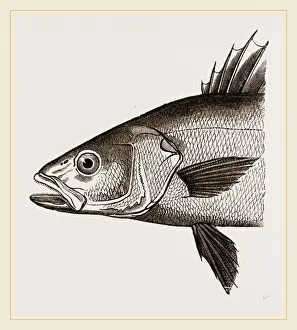Nature Photography Collection Drucke: Head of Basse
