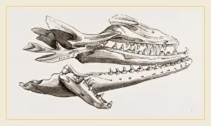 Natural History Museum Exhibits Drucke: Head of Campers Mosasaurus