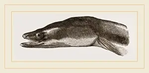 Natural History Museum Specimens Drucke: Head of Eel