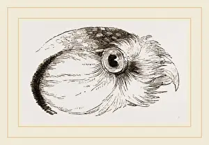 Nature Photography Gallery Drucke: Head of Hawk Owl