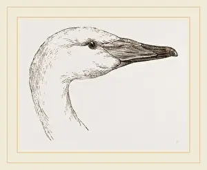 Biology Illustrations Drucke: Head of Hooper