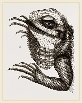 Natural History Museum Collection Drucke: Head of Iguana