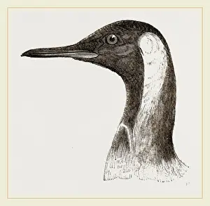 Königspinguin
