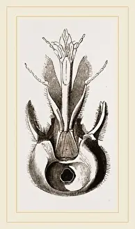Human Head Anatomy Drucke: Head of Pee