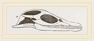 Natural History Museum Exhibits Drucke: Head of Plesiosaurus