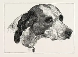 Edwin Landseer Paintings Drucke: HEAD OF POINTER (DOG), BY EDWIN LANDSEER, 1802-1873, PAINTER, 1873 engraving