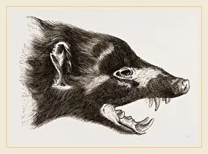 Natural History Museum Exhibit Drucke: Head of Skunk