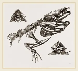 Nature Photography Collection Drucke: Head of Striated Siren