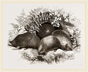 Hedgehog Species Drucke: Hedgehogs